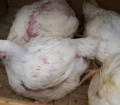 Broiler chickens