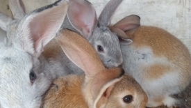 rabbits