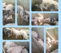 pigs breeding stock