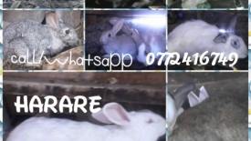 rabbits1